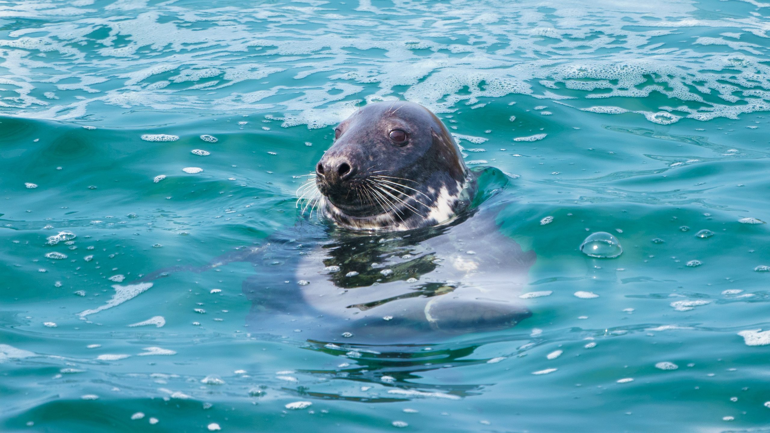 Wildlife in Cornwall | An Introduction To Wildlife In Cornwall