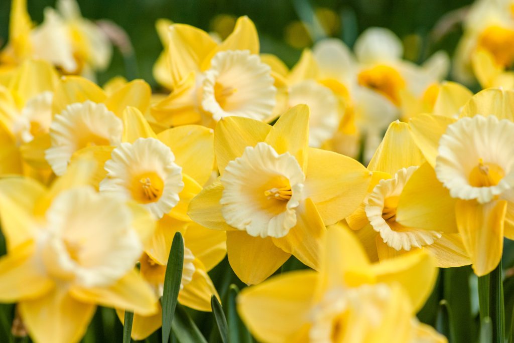 daffodils in cornwall